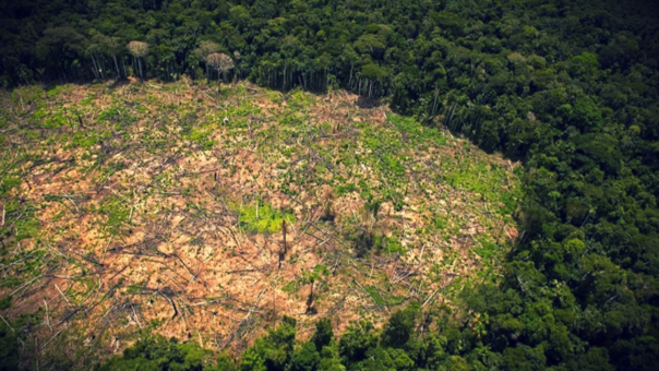 deforestacion-bosques-RRP